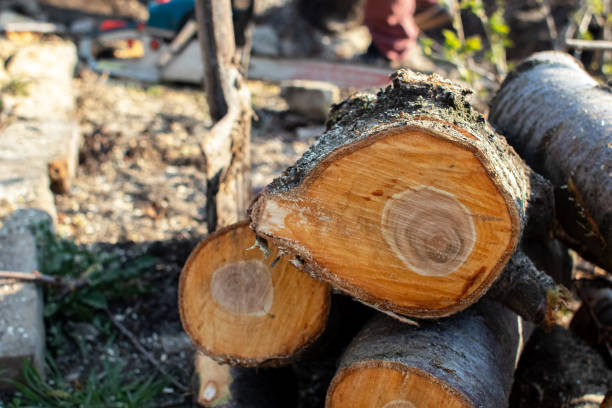 How Our Tree Care Process Works  in  Hurricane, WV