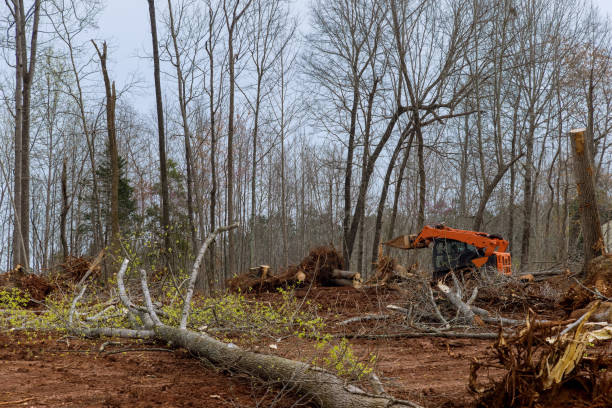 Best Stump Grinding and Removal  in Hurricane, WV