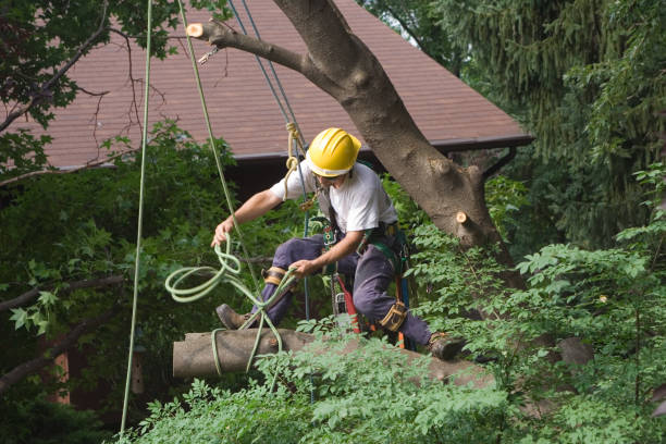 Best Root Management and Removal  in Hurricane, WV