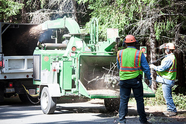 Best Emergency Tree Removal  in Hurricane, WV